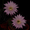 Easter Lily Cactus