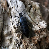 Black Oil Beetle - Majka obecná