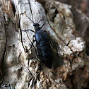 Black Oil Beetle - Majka obecná