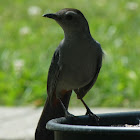 Gray Catbird