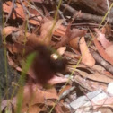 Duck orchid