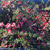 Flowering Quince