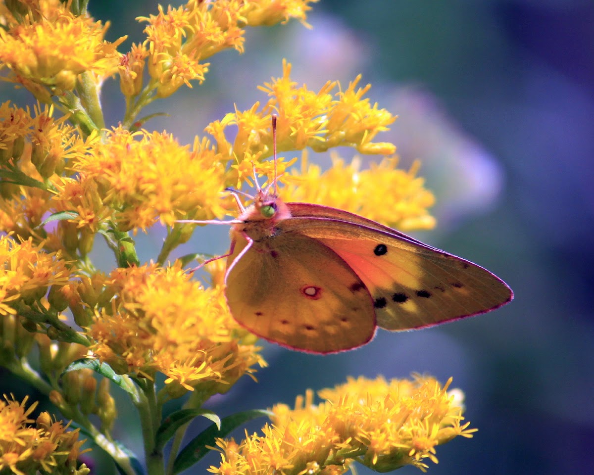Common Sulphur Butterfly