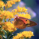 Common Sulphur Butterfly