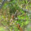 Ruby-Throated Hummingbird     Female