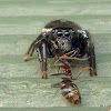 Salticid Ant Eater Jumping Spider
