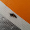 Harlequin Ladybird Beetle larva