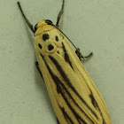 Footman moth