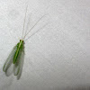 Green Lacewings