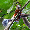 Variegated squirrel