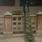 Indian Peafowl