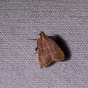 Parachma moth