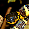 Gold-ringed Cat Snake / Mangrove Snake
