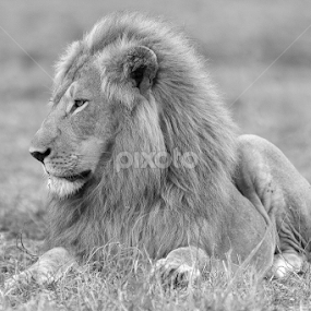 Male Lion by Piet  Grobler - Animals Lions, Tigers & Big Cats
