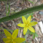 Yellow Stargrass