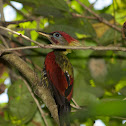Banded Woodpecker - Male