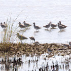 Willet and Dunlin