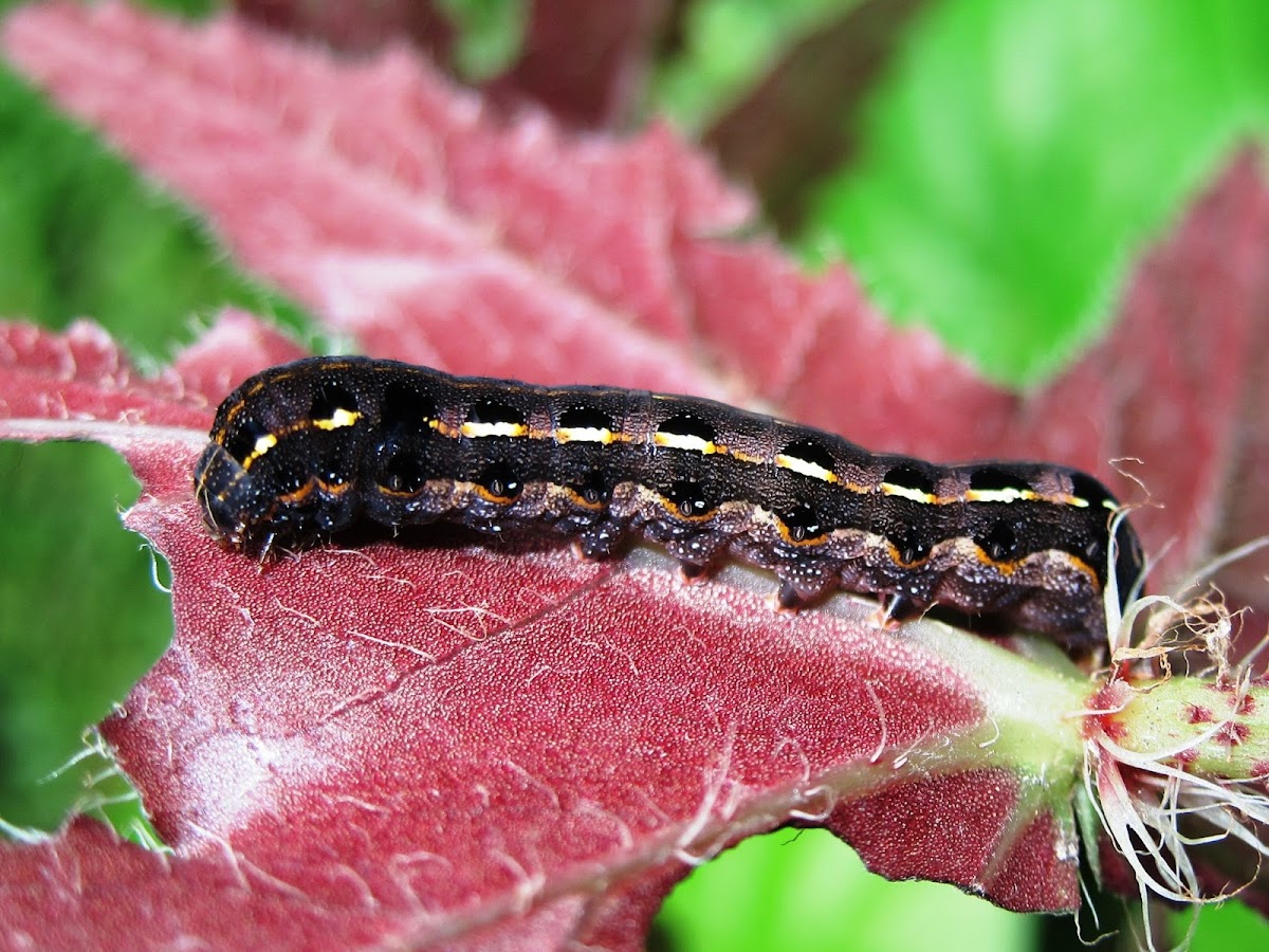 Cluster Caterpillar