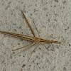 Long-headed grasshopper