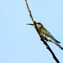 The Blue-tailed Bee-eater