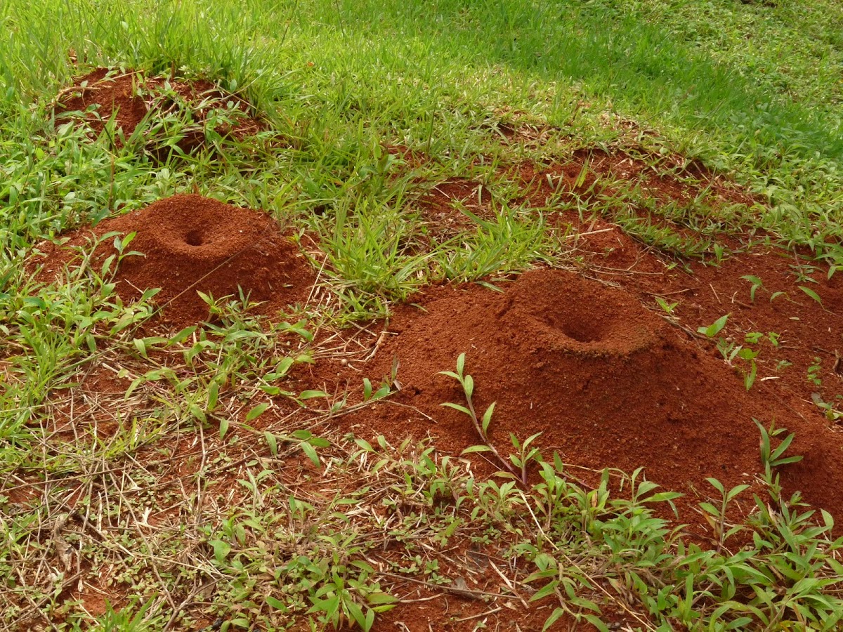 Leaf cutter ant nest