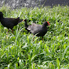 Dusky Moorhen