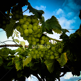 GRaPe by Kalai Vanan - Food & Drink Fruits & Vegetables