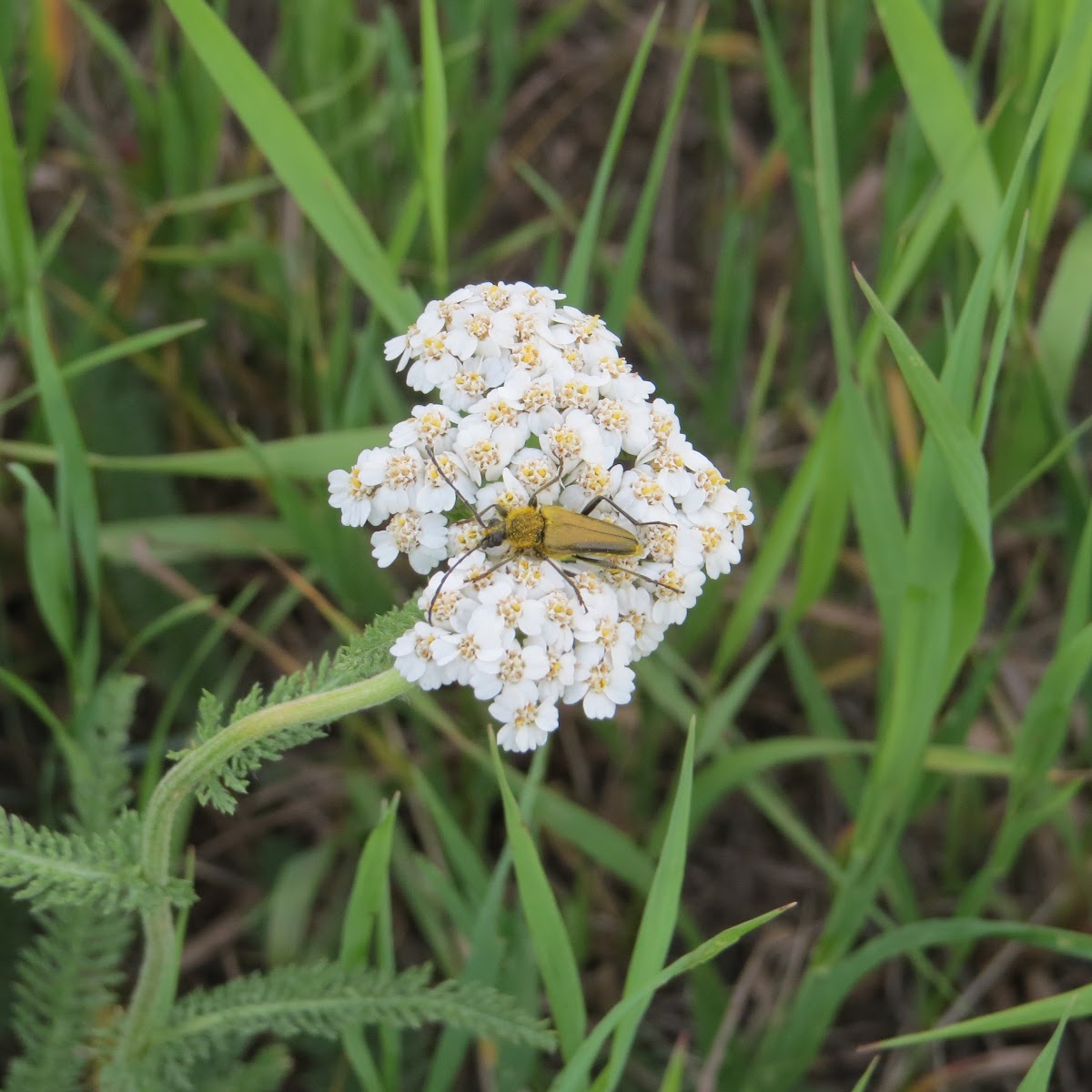 Golden Haired Flower Longhorn