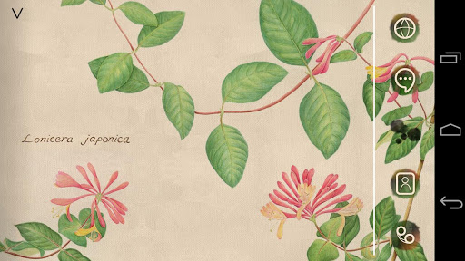 Lonicera Japonica Atom theme