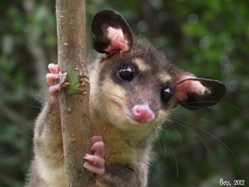 Southeastern Four-eyed Opossum | Project Noah