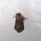 Gray-patched Prominent