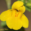 Seep-Spring Monkeyflower