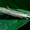 Graceful Grass-veneer Moth