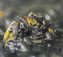 Western Toad(lets)