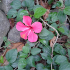 Chinese Hibiscus