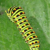Swallowtail catarpillar