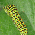Swallowtail catarpillar