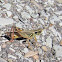 Spur-Throated Grasshopper 