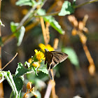 Plain Longtail Butterfly