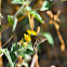Plain Longtail Butterfly