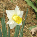 Daffodil