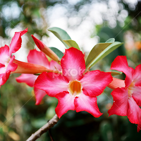 kamboja by A Rahman - Flowers Flower Gardens