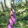 Foxglove