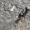 Carpenter Ant (worker)
