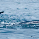 Whale Shark