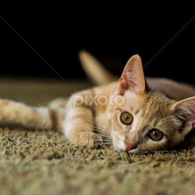 Waiting by Christopher Fenning - Animals - Cats Portraits