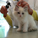 Certified Veterinary Assistant icon