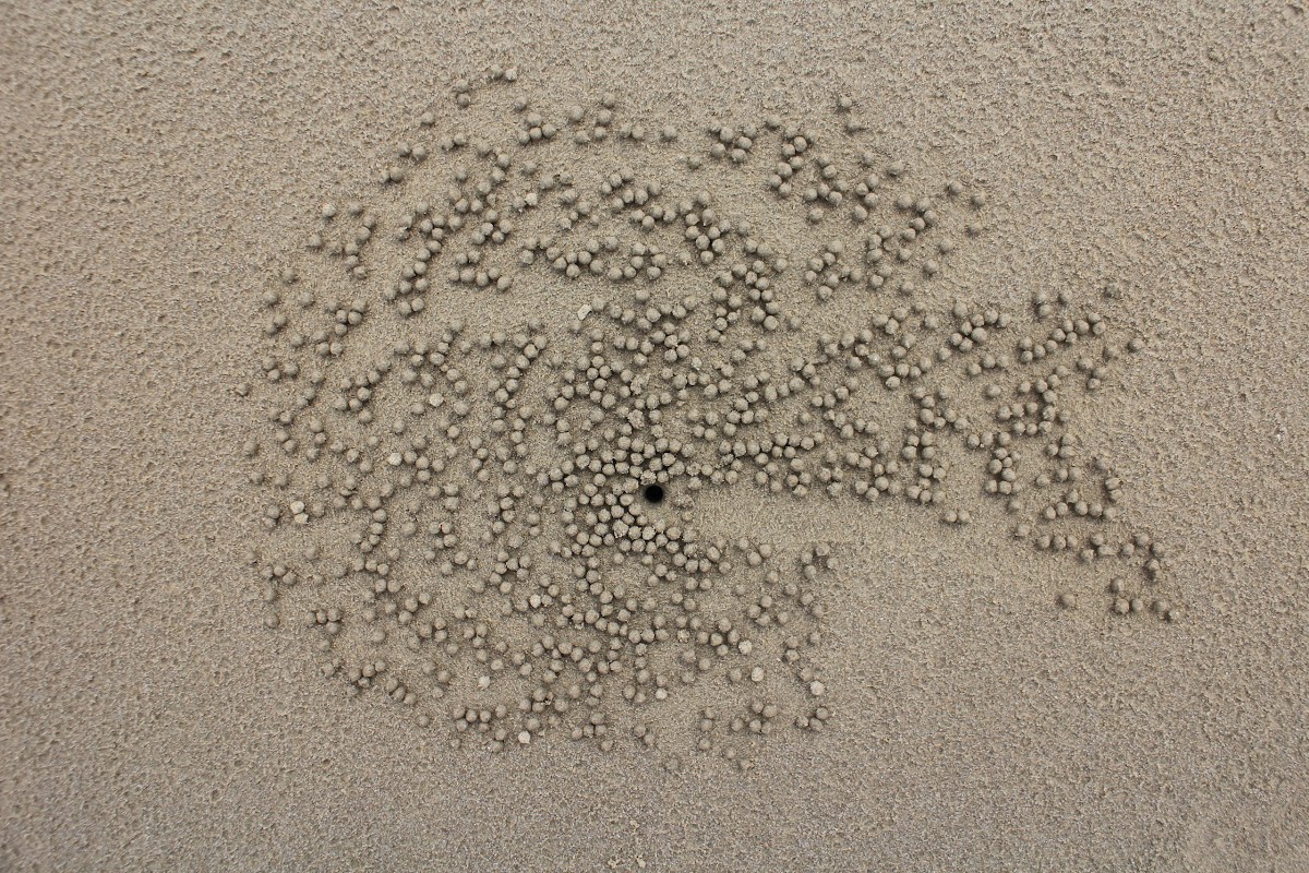 Sand pellets by Sand Bubbler Crab