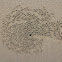 Sand pellets by Sand Bubbler Crab