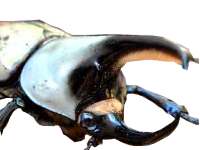 [無料ダウンロード！ √] ゴホンツノカブト 320902-五本つのかぶと